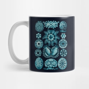 Ernst Haeckel Ascidiae Sea Squirts  Cerulean Mug